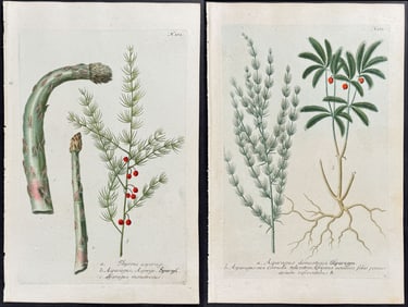 Weinmann - Pair of Asparagus Engravings
