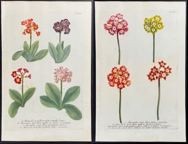 Weinmann - 4 Bears-Ear or Primula Engravings