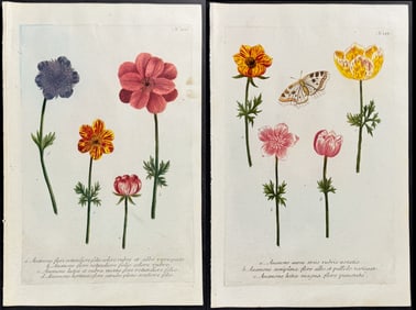 Weinmann - 4 Anemone Engravings