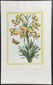 Buchoz - Martagon Lily & Moth. 41