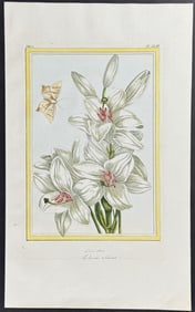 Buchoz - Lily & Moth. 43
