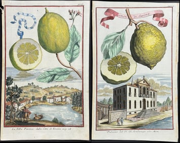 Volckamer - 5 Citrus Engravings