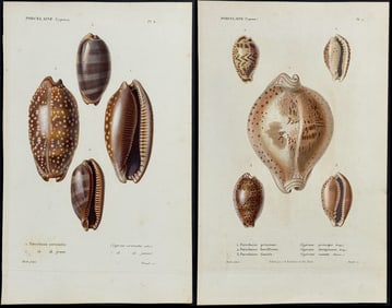 Kiener - 7 Shell Engravings