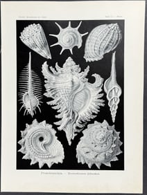 Haeckel - Ctenobranchia. 53