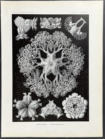 Haeckel - Brittle Star; Ophiodea. 70