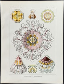 Haeckel - Jellyfish; Peromedusae. 38