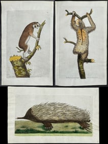 Shaw & Nodder, On Vellum - 4 Quadruped Engravings