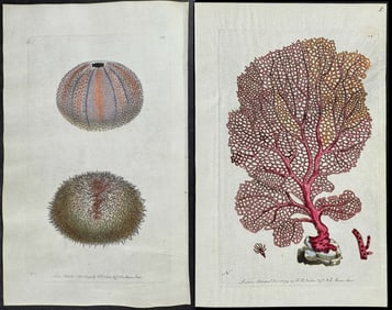 Shaw & Nodder, On Vellum - 4 Sea Life Engravings