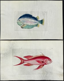 Shaw & Nodder, On Vellum - 4 Fish Engravings