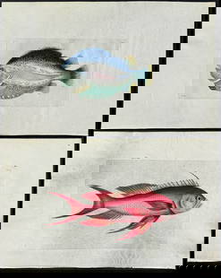 Shaw & Nodder, On Vellum - 4 Fish Engravings: Included in this lot: Pavonian Cyclopterus Lump-Fish. 310 Argus Anthias. 355 Red Anthias. 374 Southern Trachichthys Fish. 378 Description of the work: This rare engraving printed on vellum is from Geo