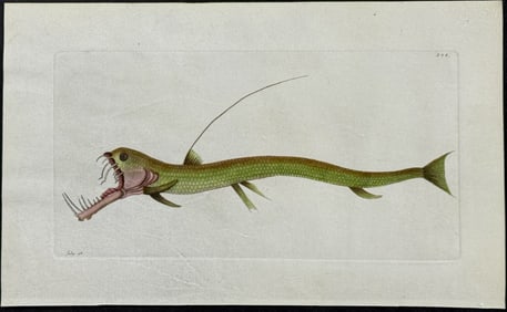 Shaw & Nodder, On Vellum - Viper-Mouthed Pike. 344