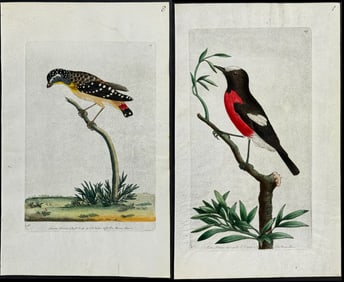 Shaw & Nodder, On Vellum - 4 Bird Engravings
