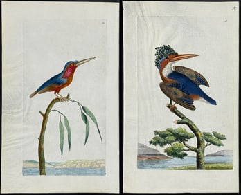 Shaw & Nodder, On Vellum - 3 Bird Engravings: Kingfisher, Warbler