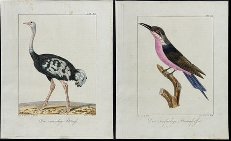 Wolf & Bock - 4 Bird Engravings including Ostrich
