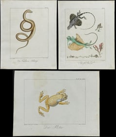 Wolf & Bock - 7 Reptile & Amphibian Engravings: Snake, Frog, Flying Lizard