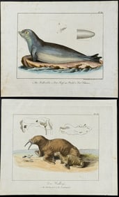 Wolf & Bock - Pair of Engravings: Seal or Sea Lion & Walrus