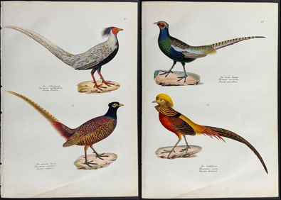 Schinz - Pair of Pheasant Lithographs