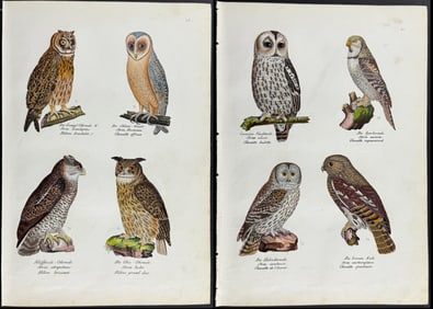 Schinz - Pair of Owl Lithographs
