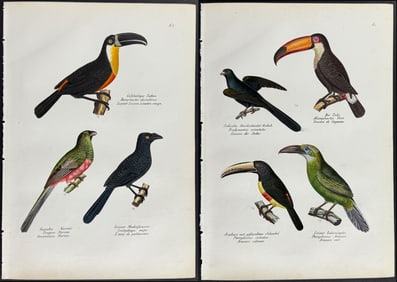 Schinz - Pair of Toucan Lithographs