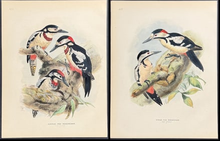 Dresser - 4 Woodpecker Lithographs