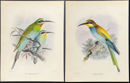 Dresser - Pair Bee-Eater Lithographs