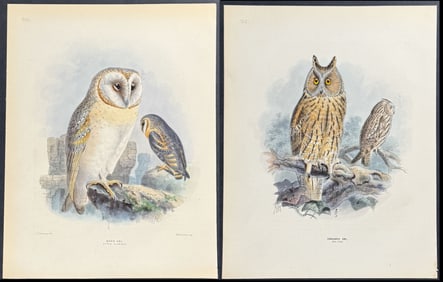 Dresser - Pair of Owl Lithographs: Barn & Long-eared Owl