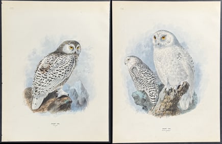Dresser - Pair of Snowy Owl Lithographs