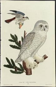 Wilson - Snow Owl & Sparrow Hawk. 32