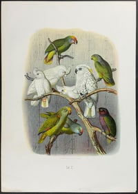 Reichenow - Amazon, Cockatoos, & Parrots. 32