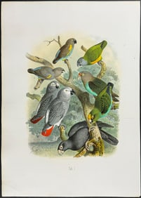 Reichenow - Parrots - African Greys. 7