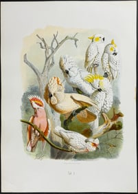 Reichenow - Cockatoos. 4