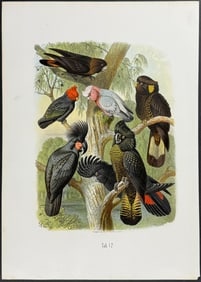Reichenow - Cockatoos. 12