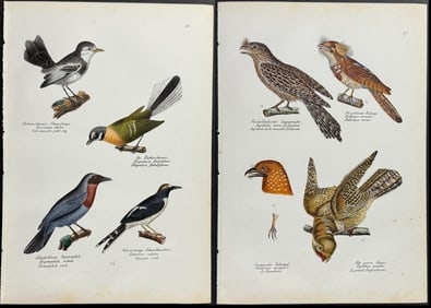 Fitzinger - 9 Bird Prints