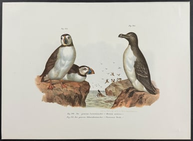 Fitzinger - Arctic or Common Puffin, Razorbill