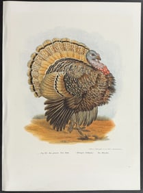 Fitzinger - Turkey