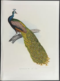 Fitzinger - Peacock