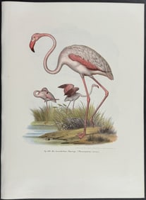 Fitzinger - Flamingo