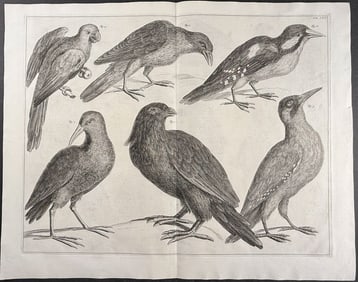 Seba - Birds: Parrot, Crow. 64