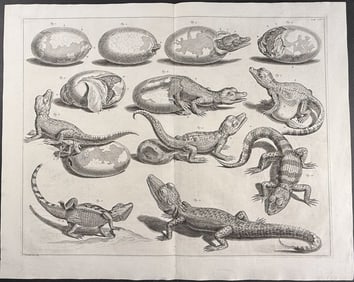 Seba - Crocodiles or Alligators Life Cycle, Hatching from Eggs. 104