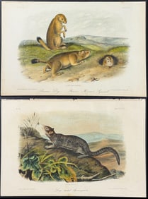 Audubon - 7 Squirrel & Spermophile Lithographs