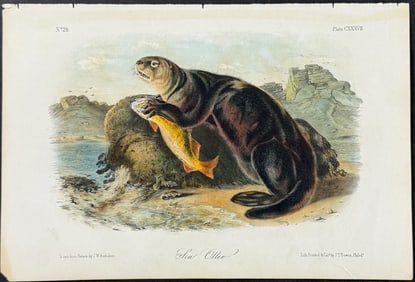 Audubon - Sea Otter. 137