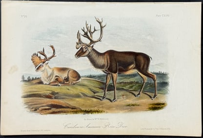 Audubon - Caribou or American Reindeer. 126