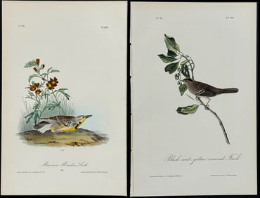 Audubon - 4 Finch, Bunting, & Lark Lithographs