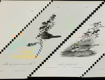 Audubon - 4 Finch, Bunting, & Lark Lithographs: Included in this lot: Prairie Lark-Finch. 202 Black-and-yellow-crowned Finch. 193 Baird's Bunting. 500 Missouri Meadow Lark. 489 Description of the work: This hand-colored lithograph comes from John J