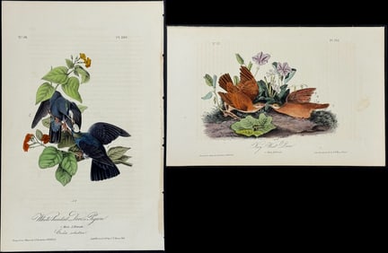 Audubon - Pair of Dove Lithographs