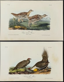 Audubon - 4 Grouse, Ptarmigan, and Cock of the Plains Lithographs