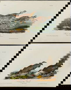 Audubon - 4 Grouse, Ptarmigan, and Cock of the Plains Lithographs: Included in this lot: Sharp-tailed Grouse. 298 Willow Ptarmigan. 299 Cock-of the Plains. 297 Dusky Grouse. 295 Description of the work: This hand-colored lithograph comes from John James Audubon's fir
