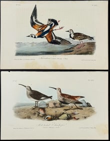 Audubon - 9 Shore Bird Lithographs