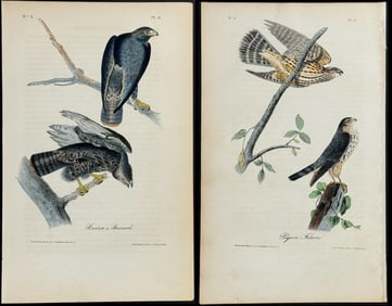 Audubon - 4 Buzzard & Pigeon Hawk Lithographs