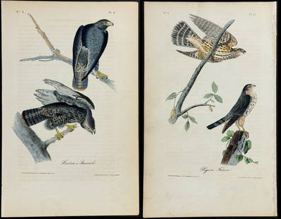 Audubon - 4 Buzzard & Pigeon Hawk Lithographs: Included in this lot: Rough-legged Buzzard. 11 Red-shouldered Buzzard. 9 Harlan's Buzzard. 8 Pigeon Hawk. 21 Description of the work: This hand-colored lithograph comes from John James Audubon's first